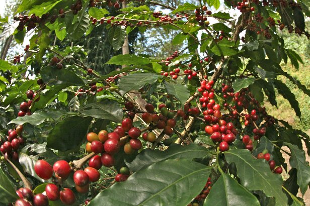 Helderrode koffiebessen rijpen op takken omringd door weelderige groene bladeren in een koffieplantage.