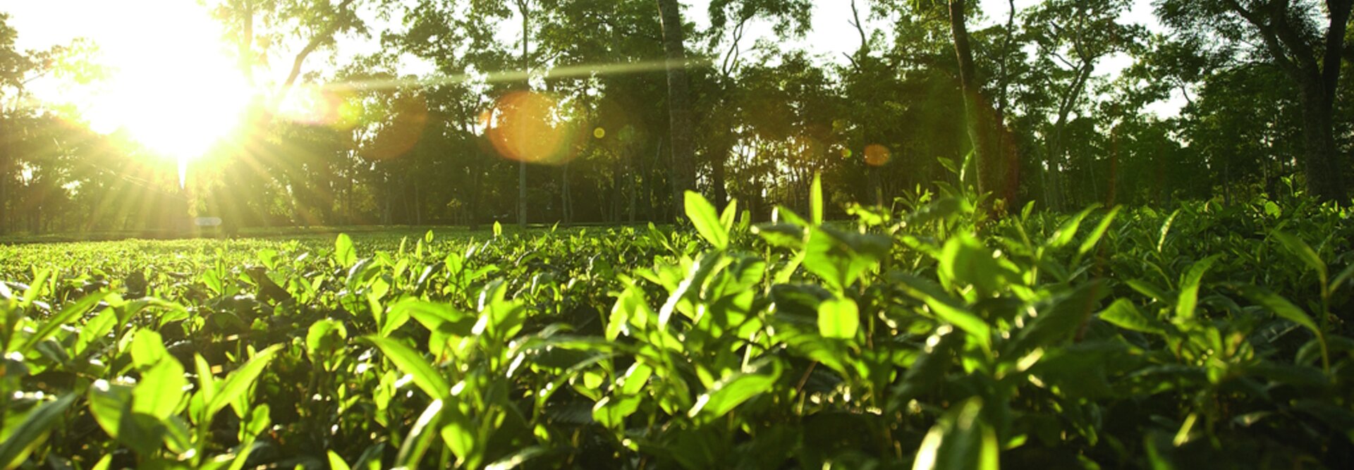Zonlicht filtert door bomen over een weelderige theeplantage, waardoor levendige groene bladeren in een sereen landschap worden benadrukt.
