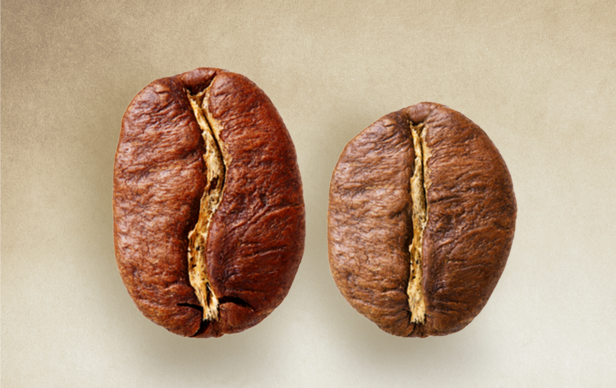 Vergelijking van Arabica en Robusta koffiebonen met hun verschillende vormen en kleuren.