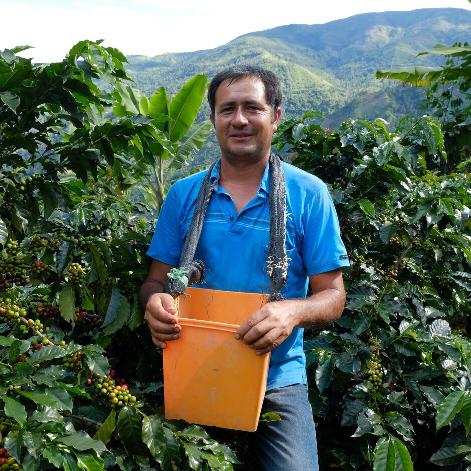 Coffee farmer holding a bucket, surrounded by lush coffee plants and mountains in the background.