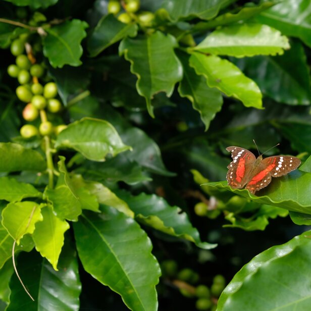 A vibrant butterfly perched on lush green coffee plant leaves, surrounded by unripe coffee fruit.