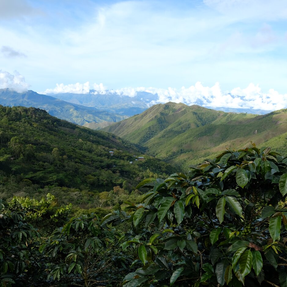 Scenic view of lush green hills and mountains under a blue sky, showcasing rich biodiversity and coffee plantations.