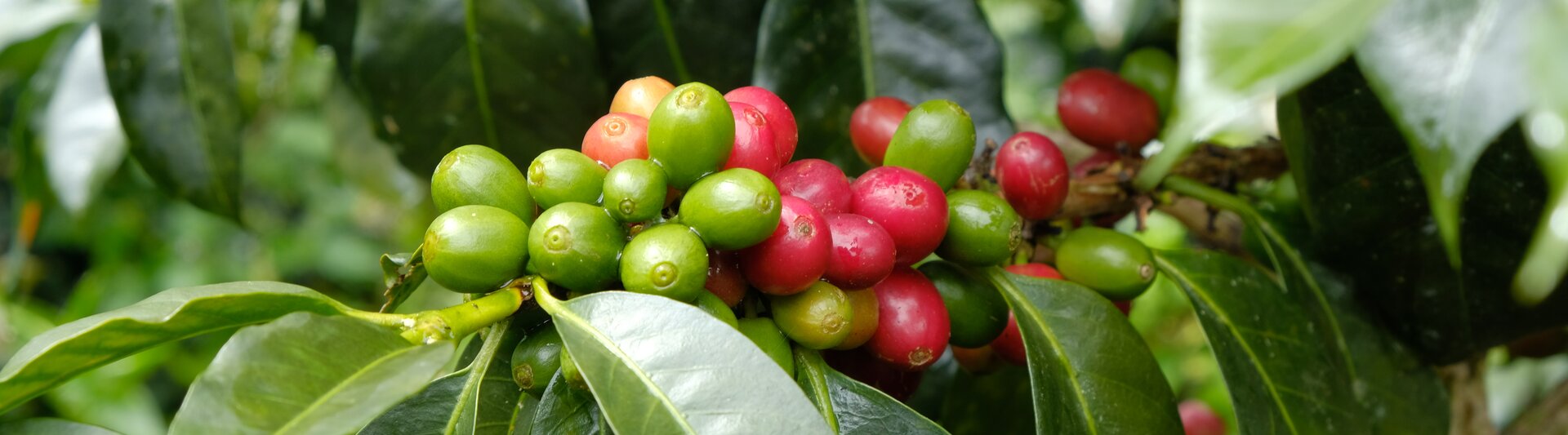 Vibrant coffee cherries in various ripeness stages on a lush coffee plant surrounded by green leaves.