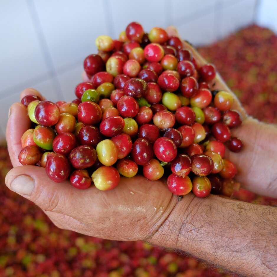 Frisch geerntete Kaffeekirschen in den Händen, die vor dem Hintergrund der Kaffeeverarbeitung leuchtend rote und grüne Farben zeigen.