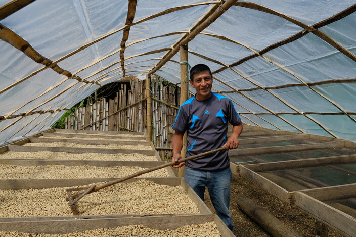 Farmer tending to drying coffee beans in a greenhouse, showcasing traditional coffee production techniques.