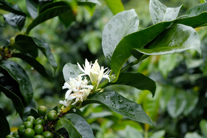 Coffee plant flowers and unripe beans surrounded by lush green leaves, showcasing nature's beauty in full bloom.