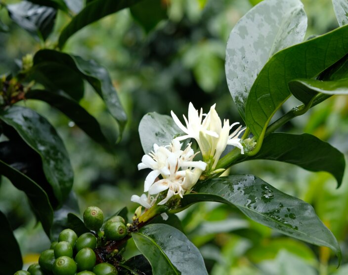 Bloemen van koffieplanten en onrijpe bonen omringd door weelderige groene bladeren, die de schoonheid van de natuur in volle bloei tonen.