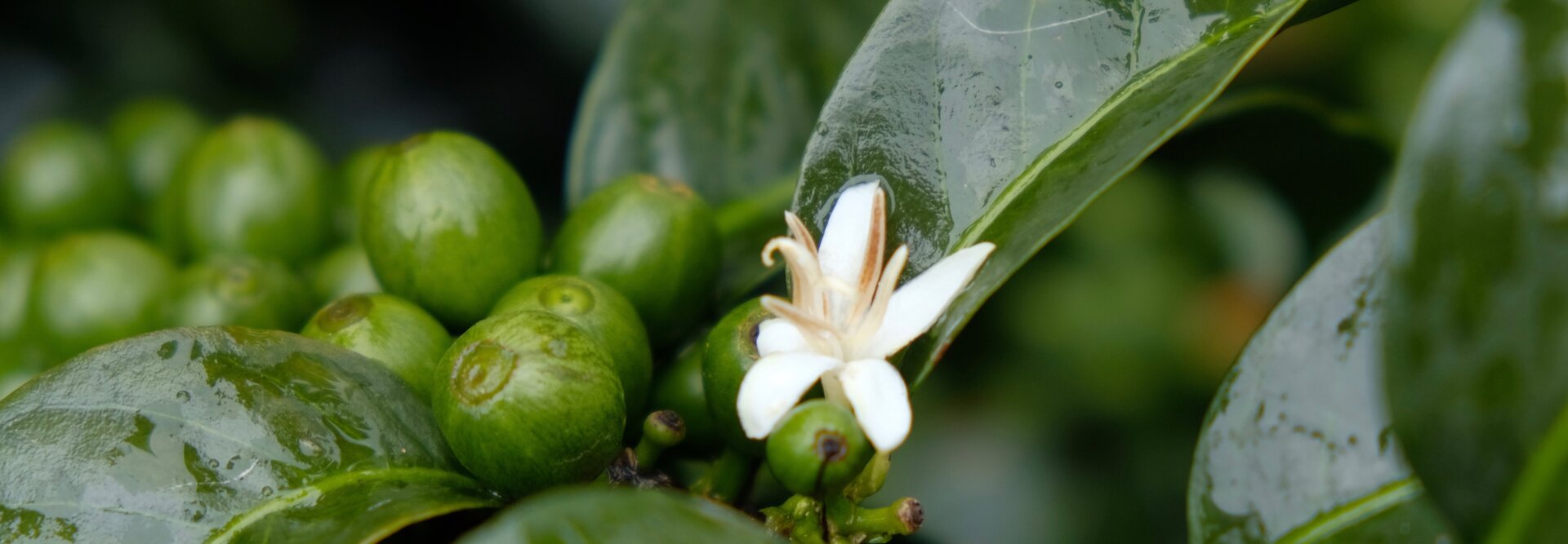Bloemen van koffieplanten en groene koffiebessen tussen glanzende bladeren, die de schoonheid van de natuur laten zien in een weelderige omgeving.