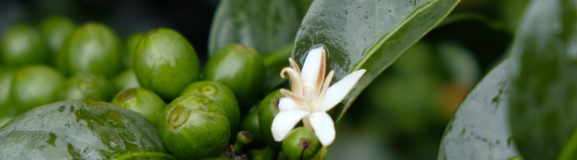 Bloemen van koffieplanten en groene koffiebessen tussen glanzende bladeren, die de schoonheid van de natuur laten zien in een weelderige omgeving.