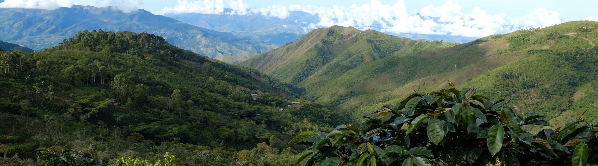 Vue panoramique de collines et de montagnes verdoyantes sous un ciel bleu, présentant une riche biodiversité et des plantations de café.