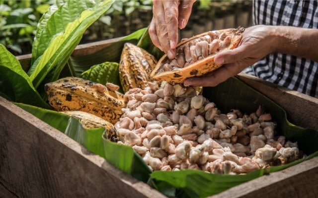 Fermentationsprozess des Kakaos mit Händen, die die Schoten öffnen, um die Samen freizulegen, umgeben von grünen Blättern in einer Holzkiste.