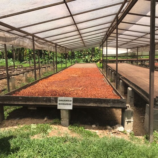 Organiczne ziarna kakaowca suszą się w zadaszonym obszarze na farmie, pokazując zaangażowanie w zrównoważone praktyki rolnicze.