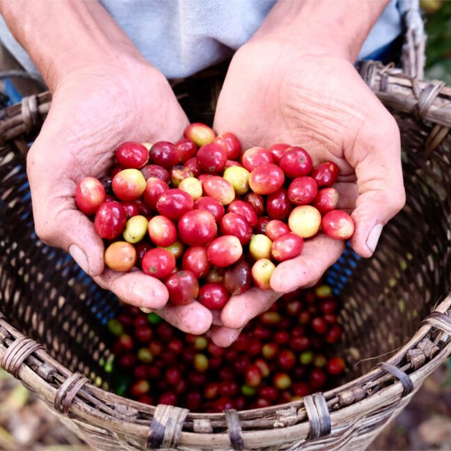 Handen die vers geplukte koffiebessen vasthouden boven een geweven mand in een weelderige plantageomgeving.