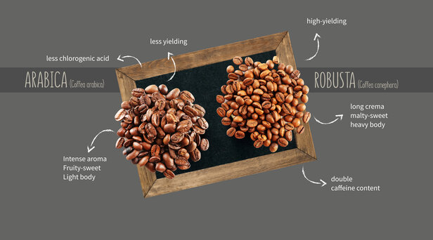 Comparative overview of Arabica and Robusta coffee beans highlighting their key characteristics.