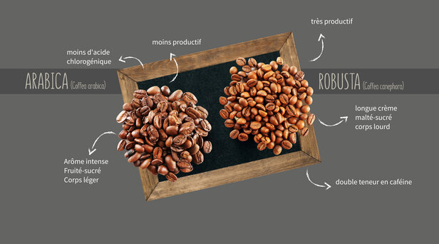 Comparaison des grains de café Arabica et Robusta, mettant en évidence leurs saveurs et caractéristiques distinctes.