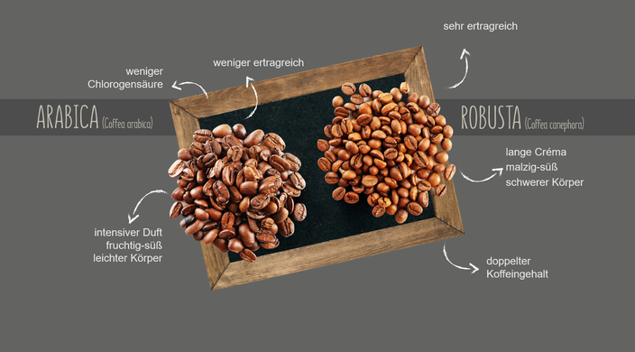 Porównanie ziaren kawy Arabica i Robusta z podkreśleniem ich profili smakowych i właściwości.