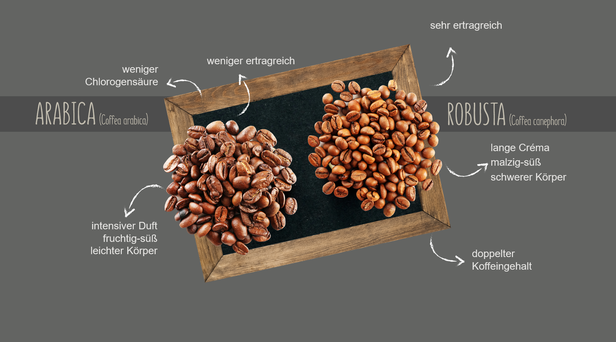 Porównanie ziaren kawy Arabica i Robusta z podkreśleniem ich profili smakowych i właściwości.
