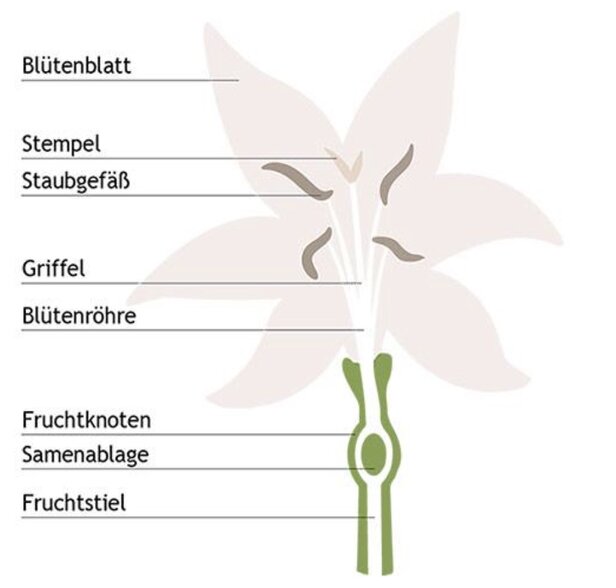 Diagramm zur Veranschaulichung der Anatomie einer Blume, das die wichtigsten Teile wie Blütenblätter, Narbe und Fruchtknoten für das botanische Studium hervorhebt.