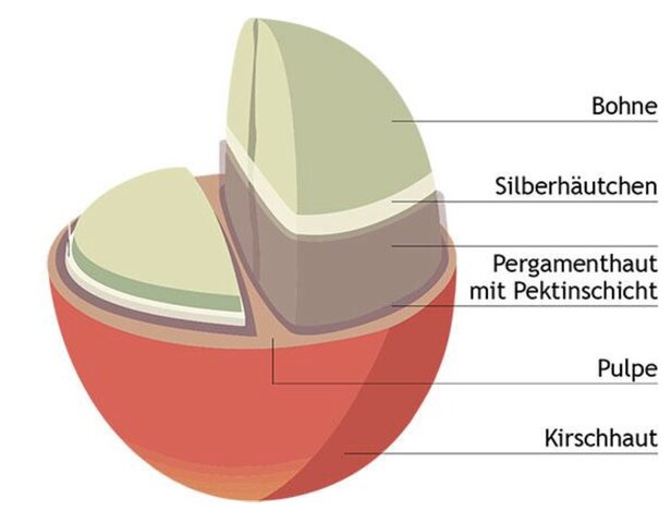 Schema zur Veranschaulichung der Schichten einer Kakaobohne, mit Details zu Schale, Fruchtfleisch und inneren Strukturen.