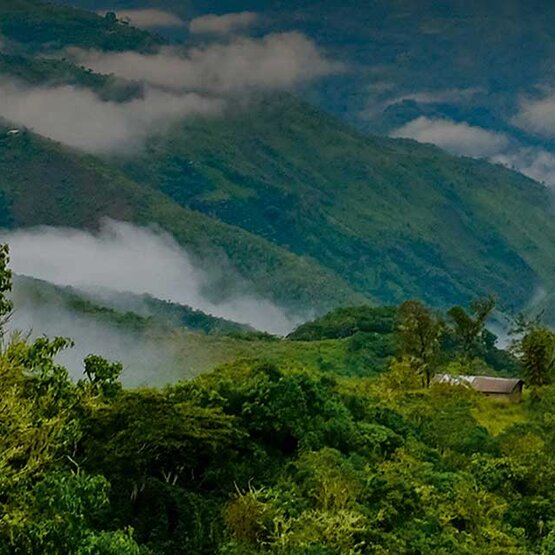 Majestueuze groene heuvels gehuld in mist, die de schoonheid van Fairtrade koffieregio's laten zien.