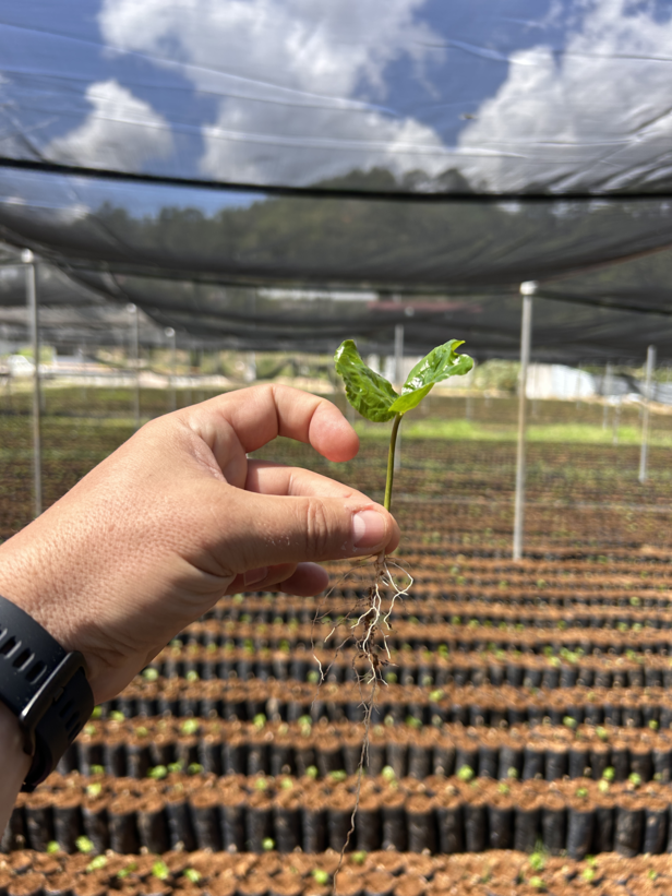 Zdravá sazenice rostliny držená v ruce, která ukazuje kořeny na pozadí živé školky pod sítí.
