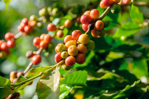 Wibrujące wiśnie kawy w różnych stadiach dojrzałości, położone wśród bujnych zielonych liści, gotowe do zbioru.