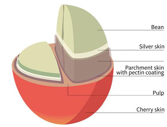Diagram showing coffee cherry structure, labelled components include bean, silver skin, parchment skin, pulp, and cherry skin.