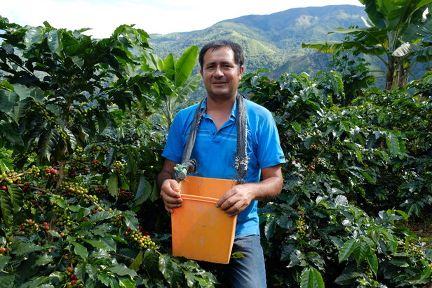 Plantator kawy trzymający wiadro, otoczony bujnymi krzewami kawowymi i górami w tle.