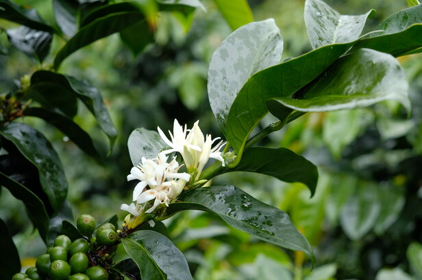 Die Blüten der Kaffeepflanze und die unreifen Bohnen sind von üppigen grünen Blättern umgeben und zeigen die Schönheit der Natur in voller Blüte.