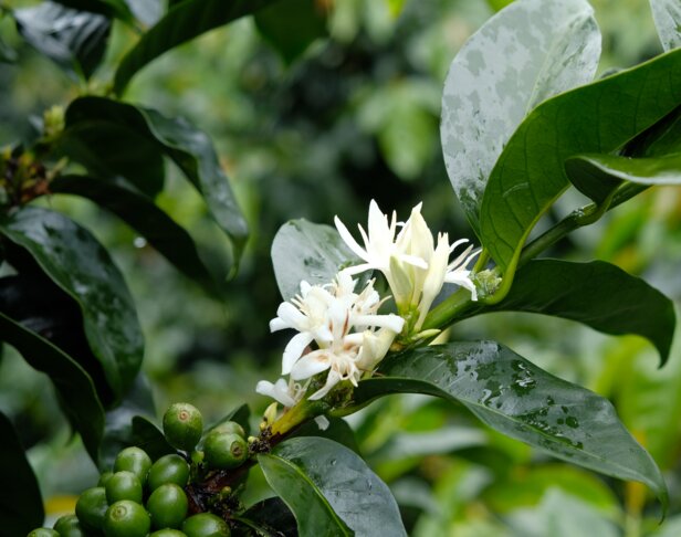 Bloemen van koffieplanten en onrijpe bonen omringd door weelderige groene bladeren, die de schoonheid van de natuur in volle bloei tonen.