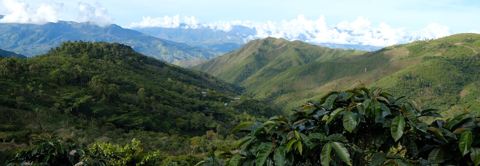 Vue panoramique de collines et de montagnes verdoyantes sous un ciel bleu, présentant une riche biodiversité et des plantations de café.