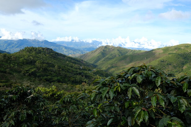 Malowniczy widok na bujne zielone wzgórza i góry pod błękitnym niebem, ukazujący bogatą bioróżnorodność i plantacje kawy.