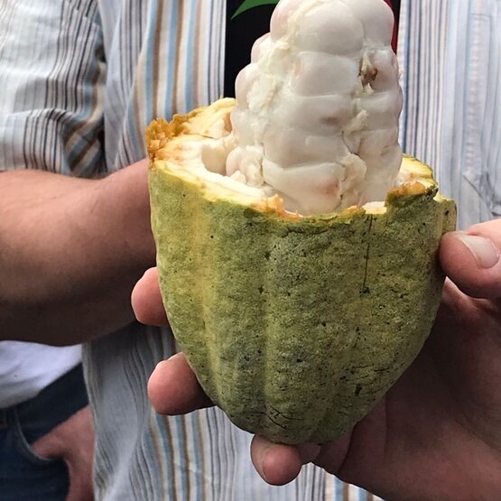 Strąk kakaowca otwarty, aby odsłonić świeży owoc kakaowca, trzymany za rękę podczas demonstracji jedzenia.