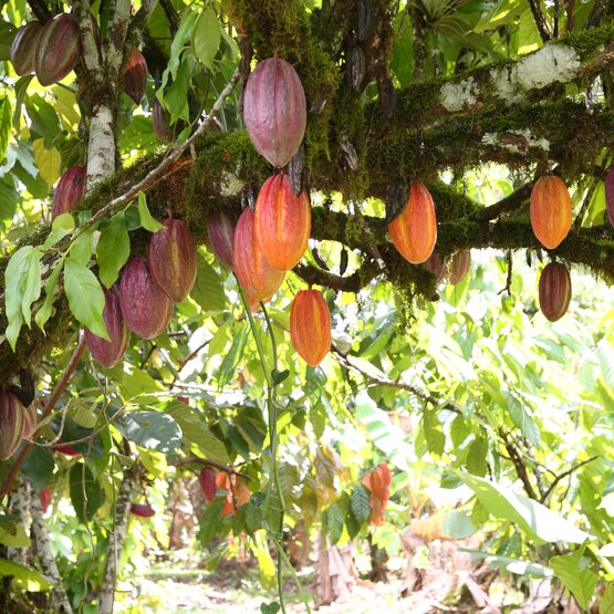 Strąki kakaowca zwisają z bujnego drzewa kakaowego otoczonego żywymi zielonymi liśćmi w tropikalnej scenerii.