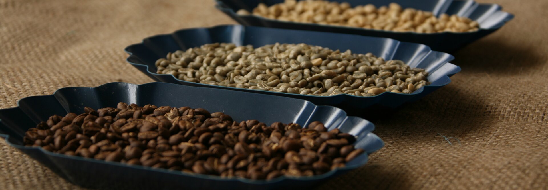 Tři podnosy s různými druhy kávových zrn - pražená, zelená a nezpracovaná - vystavené na jutové tkanině, které zdůrazňují rozmanitost kávy.