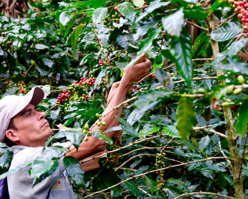 Een koffieboer oogst zorgvuldig rijpe koffiebessen van weelderige groene planten in een levendige plantage.