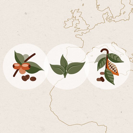 Illustratie van duurzaamheid, met koffie-, thee- en cacaoplanten op een getextureerde kaartachtergrond.
