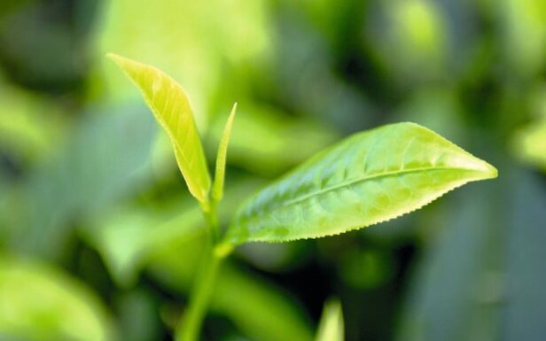 Close-up van verse theebladeren en een knop, met levendige groene tinten die typisch zijn voor theeplanten van hoge kwaliteit.