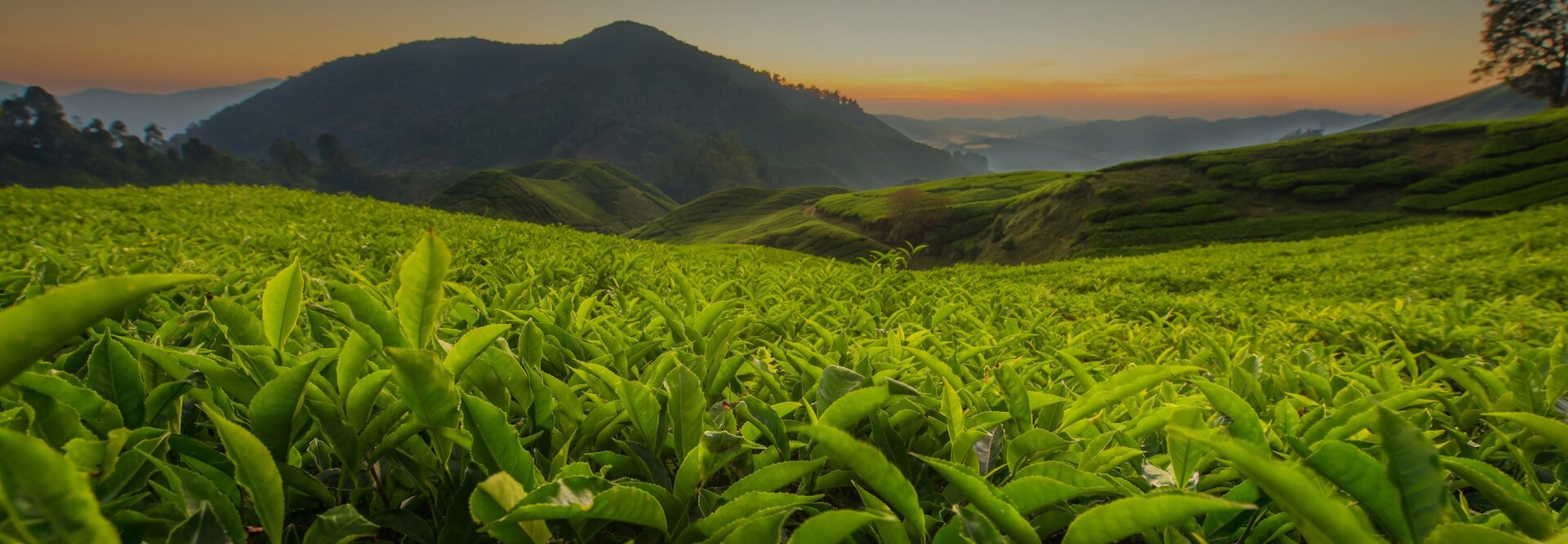 Čajová plantáž ráno s horami v pozadí.