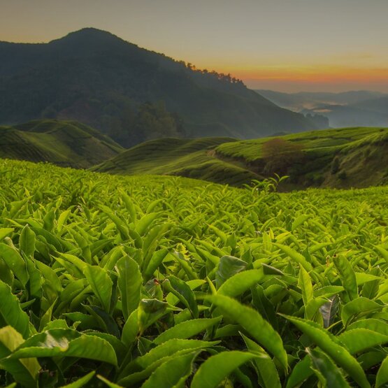 Theeplantage in de ochtend met bergen op de achtergrond.