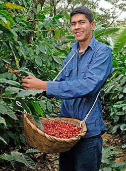 Kaffeebauer bei der Ernte von Hand