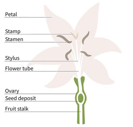Diagram illustrating the structure of a flower with labels for petals, stamen, ovary, and more. Perfect for botany enthusiasts.